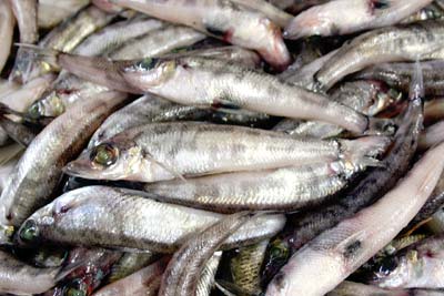 �n��u�����h����ڎw�����ƂɂȂ������q�J��